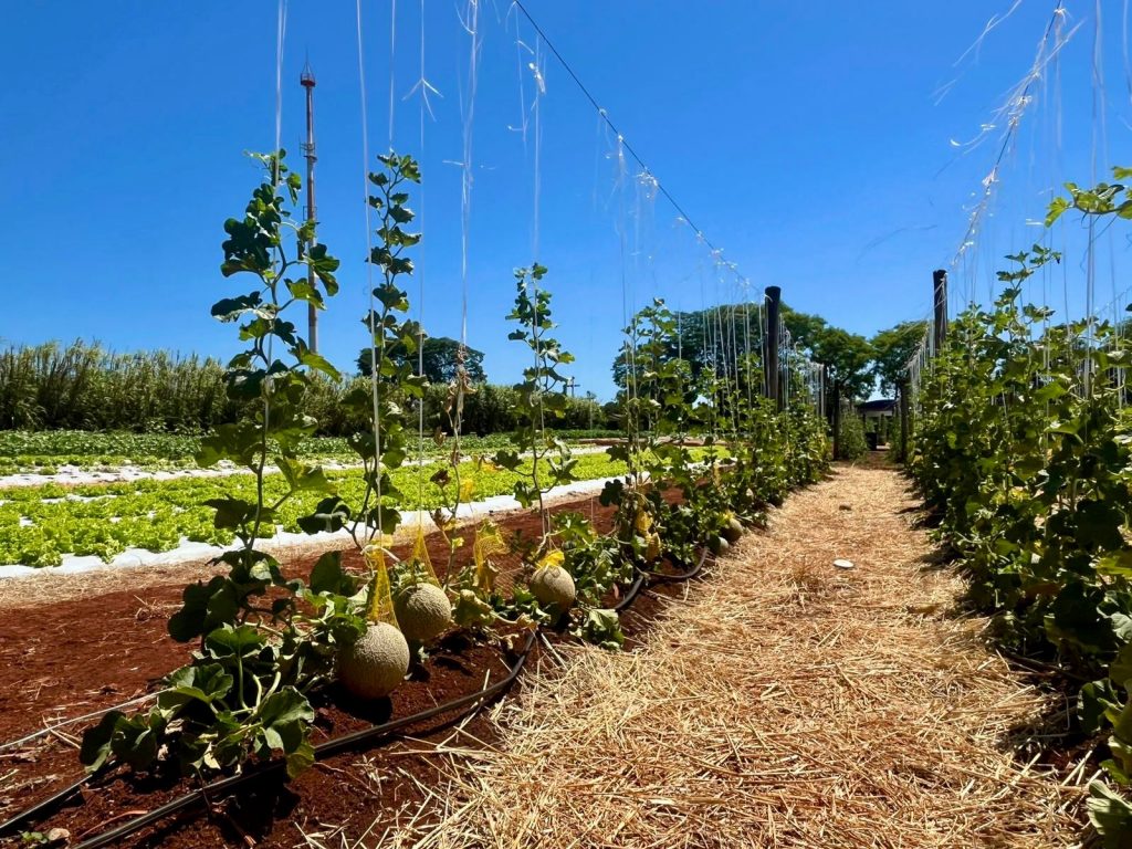 Prefeitura recebe doação de alimentos produzidos por alunos da UniFil