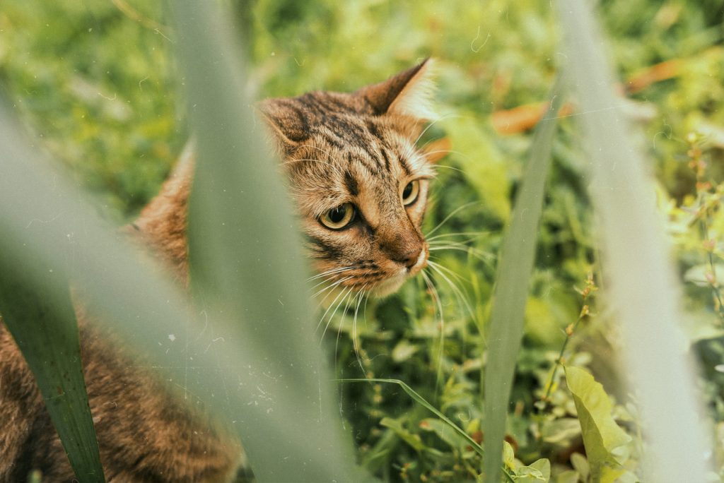 Prefeitura abre cadastro para doação de ração e medicamentos para cuidadores de cães e gatos